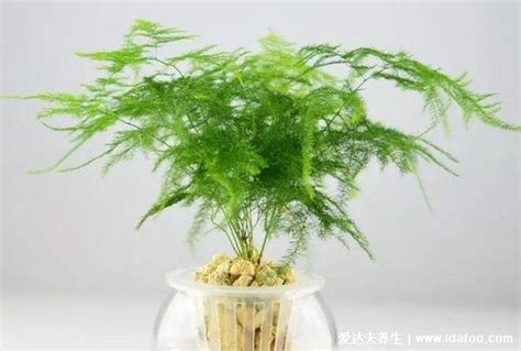 为什么家里不能养文竹，没有风水